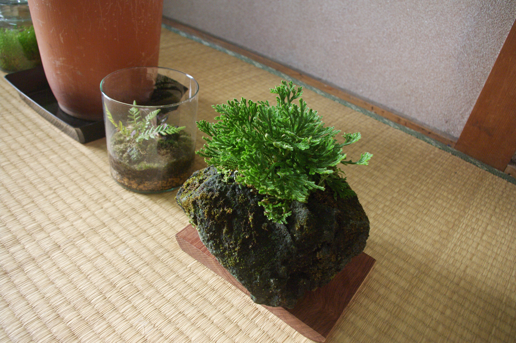 モルタルで植木鉢を作る 加藤水槽ブログ