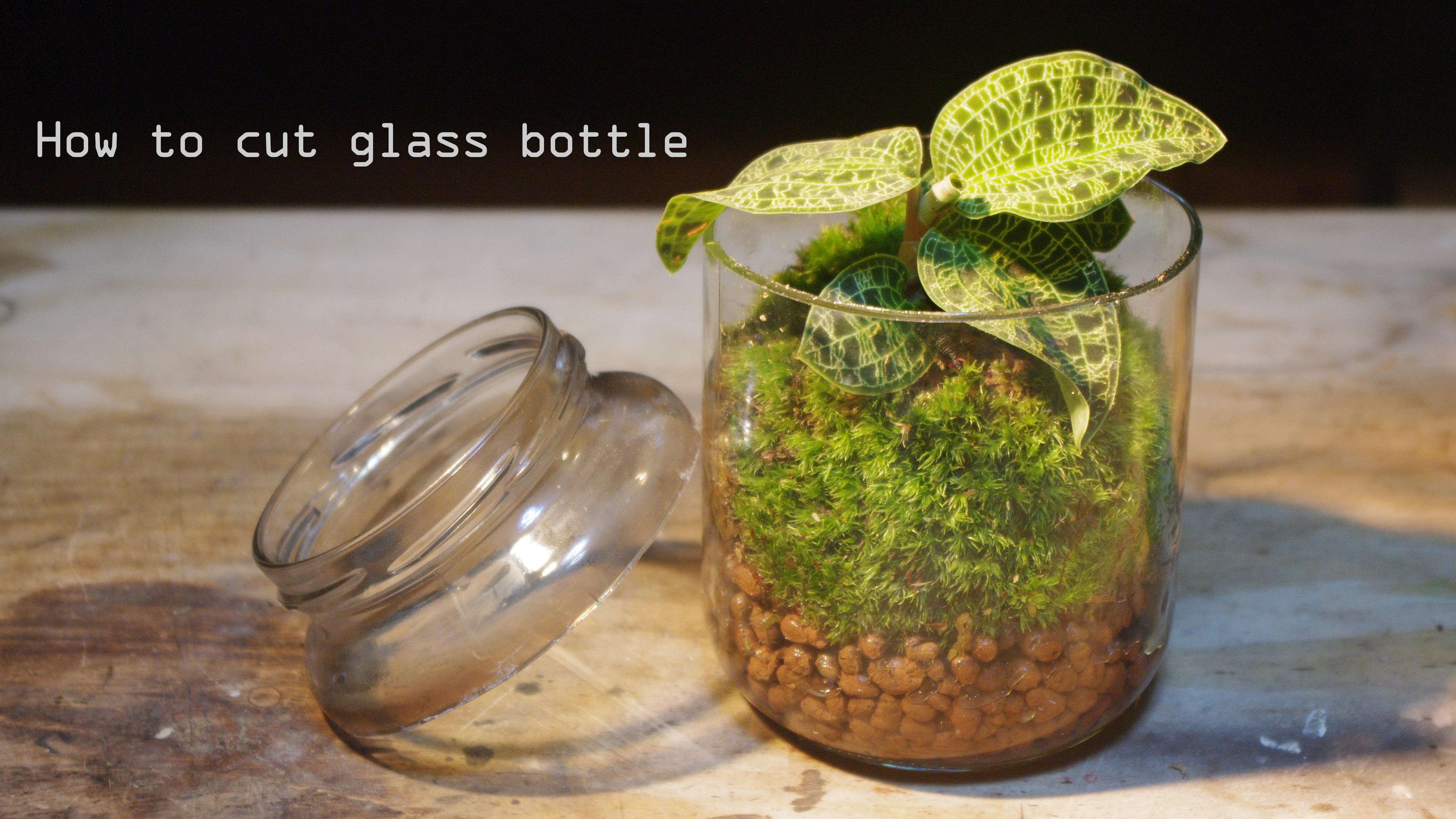 サボテンを水中で育てるからガラス瓶を切る方法を考える 加藤水槽ブログ